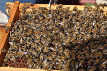 The beautiful insect bee in the natural environment