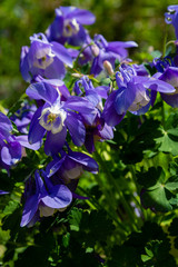 Aquilegia coerulea in spring garden. Blue flowers of aquilegia in naturfal background. Plant for rock garden.