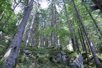 Wald