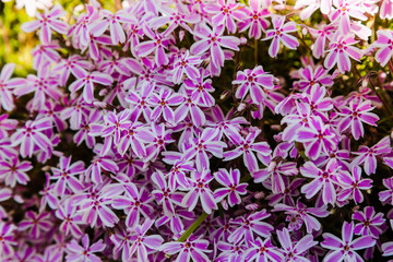 Floral background of pink flowers Phlox subulate. Carpet of purple flowers of Phlox in the spring garden. Phlox subulate ground cover plant for rock garden.