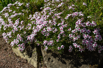 Obraz premium Phlox subulata in spring garden. Phlox subulata is plant for rock garden.