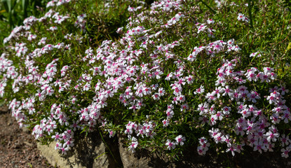 Floral background of pink flowers Phlox subulate. Carpet of purple flowers of Phlox in the spring garden. Phlox subulate ground cover plant for rock garden.