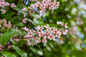 Padus avium colorata in spring garden. Flowering branch of padus on a natural background.