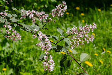 Padus avium colorata in spring garden. Flowering branch of padus on a natural background.