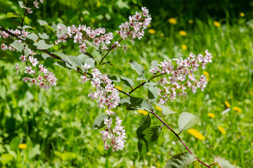 Padus avium colorata in spring garden. Flowering branch of padus on a natural background.