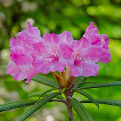 Flowering rhododendrons in the Botanical garden