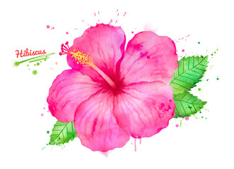Illustration of pink Hibiscus flower