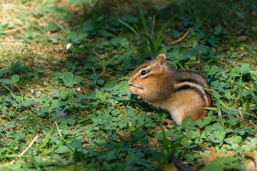 Chipmunk in grass looking cute