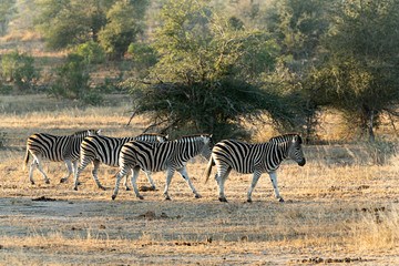 Fototapeta premium Manada de cebras en el parque Kruger, Sudáfrica.