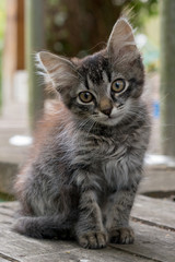 A young kitten is sitting on a wooden board.