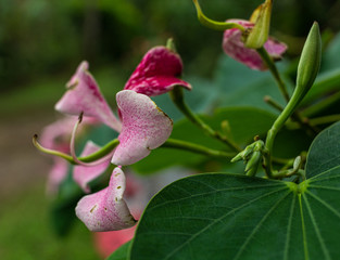  Exotic tropical flower from Costa Rica 