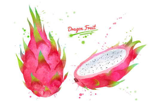 Watercolor illustration of Dragon fruit