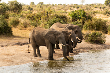 Tres elefantes bebiendo en el río en el parque nacional Kruger, Sudáfrica.