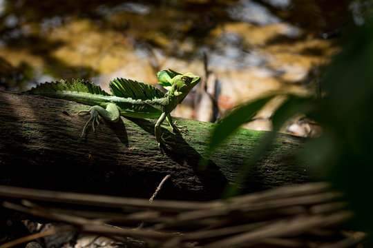Basilisk Lizard inside a National park, Costa Rica