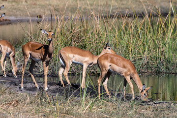 female impala drinking