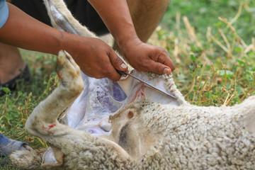 Animal for the Feast of Sacrifice. Muslim Holiday Kurban Bayrami, aid Al Adha