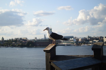 seagull