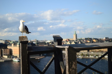 seagull