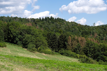 Fototapeta na wymiar Mischwald mit abgestorbenen Nadelbäumen im Westerwald im August 2019 - Stockfoto