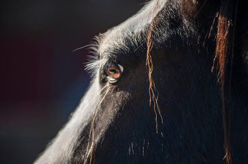Gypsy Horse eye detail