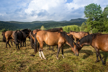 Mountain horses Haculski Poland Bieszczady © Piotr