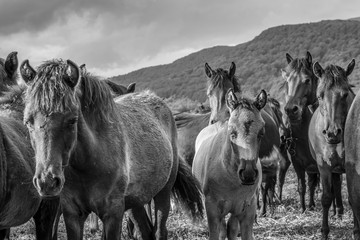 Mountain horses Haculski Poland Bieszczady © Piotr