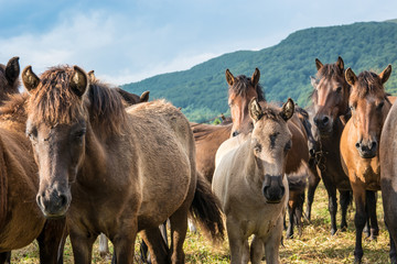 Mountain horses Haculski Poland Bieszczady © Piotr