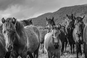 Mountain horses Haculski Poland Bieszczady © Piotr
