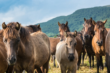 Mountain horses Haculski Poland Bieszczady © Piotr