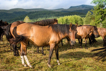 Mountain horses Haculski Poland Bieszczady © Piotr