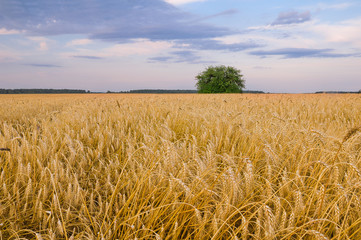 Lonely bush in the field of wheat against the background of the evening sky with clouds
