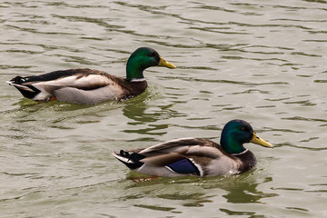 canards