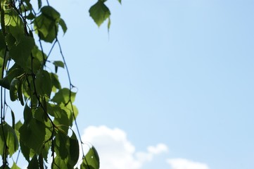 Natural sun flare with blue clouds sky and green leaves