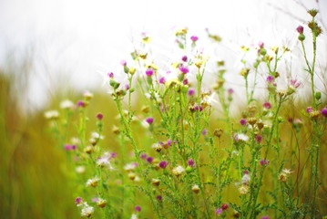  wildflowers on a blurred background 