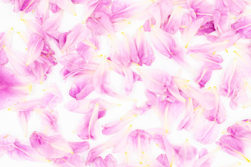 Flower petals backgrounds. Pink peony.