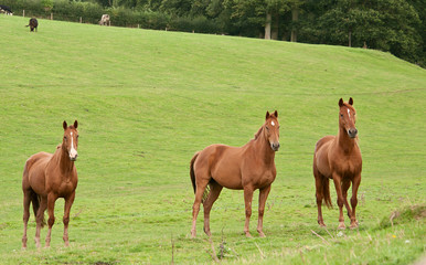 Two chestnut horses standing together stock photo