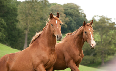 Two chestnut horses standing together stock photo