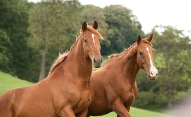 Naklejka na ściany i meble Two chestnut horses standing together stock photo