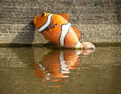 Giant Goldfish In A Canal