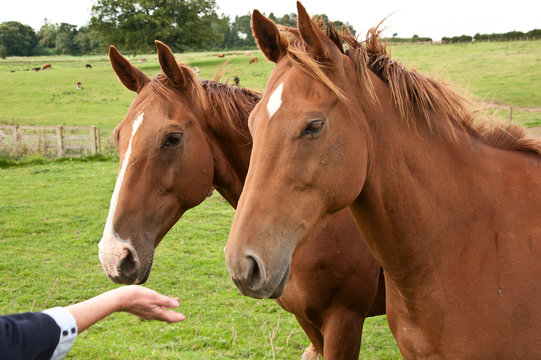 Two chestnut horses standing together stock photo