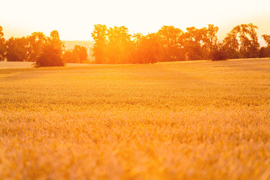 Ährenfeld Bilder Durchsuchen 36,288 Archivfotos, und