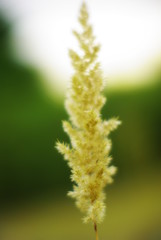 Spikelet on blurred background
