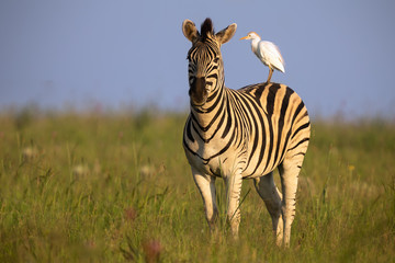 Zebra standing on a hill with an egret on its back being alert