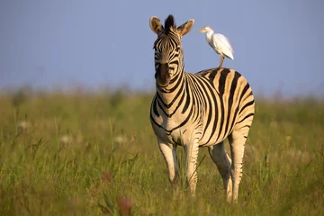 Fotobehang Zebra die op een heuvel staat met een zilverreiger op zijn rug die alert is © Alta Oosthuizen