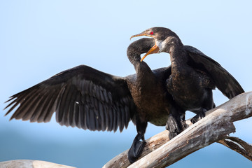 Reed Cormorant mother feeding her young fish she regurgitates