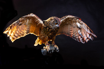 Birds of Prey - Eurasian Eagle Owl