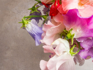 Colorful & Fragrant Sweet Pea Flowers