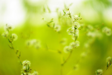  wildflowers and plants on a blurred background of greenery