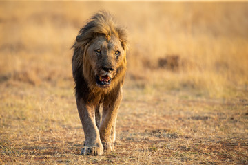 Plakat Lone lion male walking through dry brown grass hunt for food