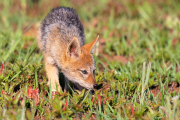 Lone Black Backed Jackal pup standing in short green grass to explore the world
